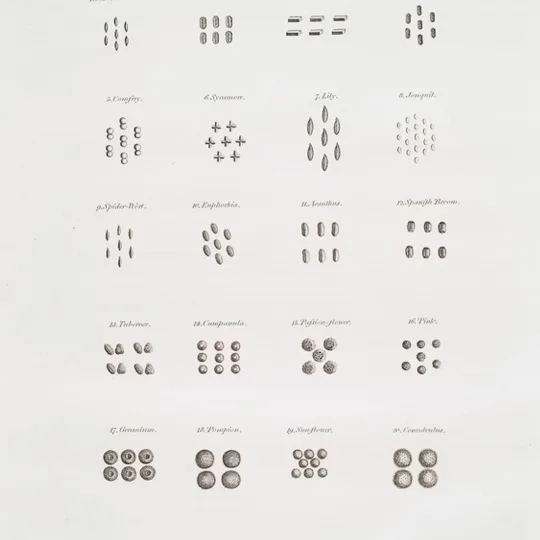 A page from an old book showing a taxonomy of different kinds of seeds.